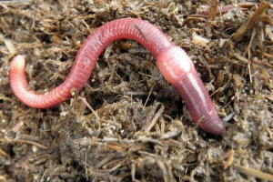 Co dělá roli srdce v blízkosti rainworm? Co dělá roli srdce v blízkosti rainworm?
